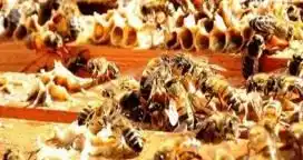 Apicultura: Cómo manejar los apiarios en zonas afectadas