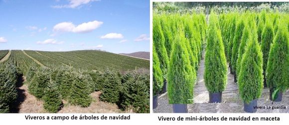 Árboles de Navidad, naturales⬦