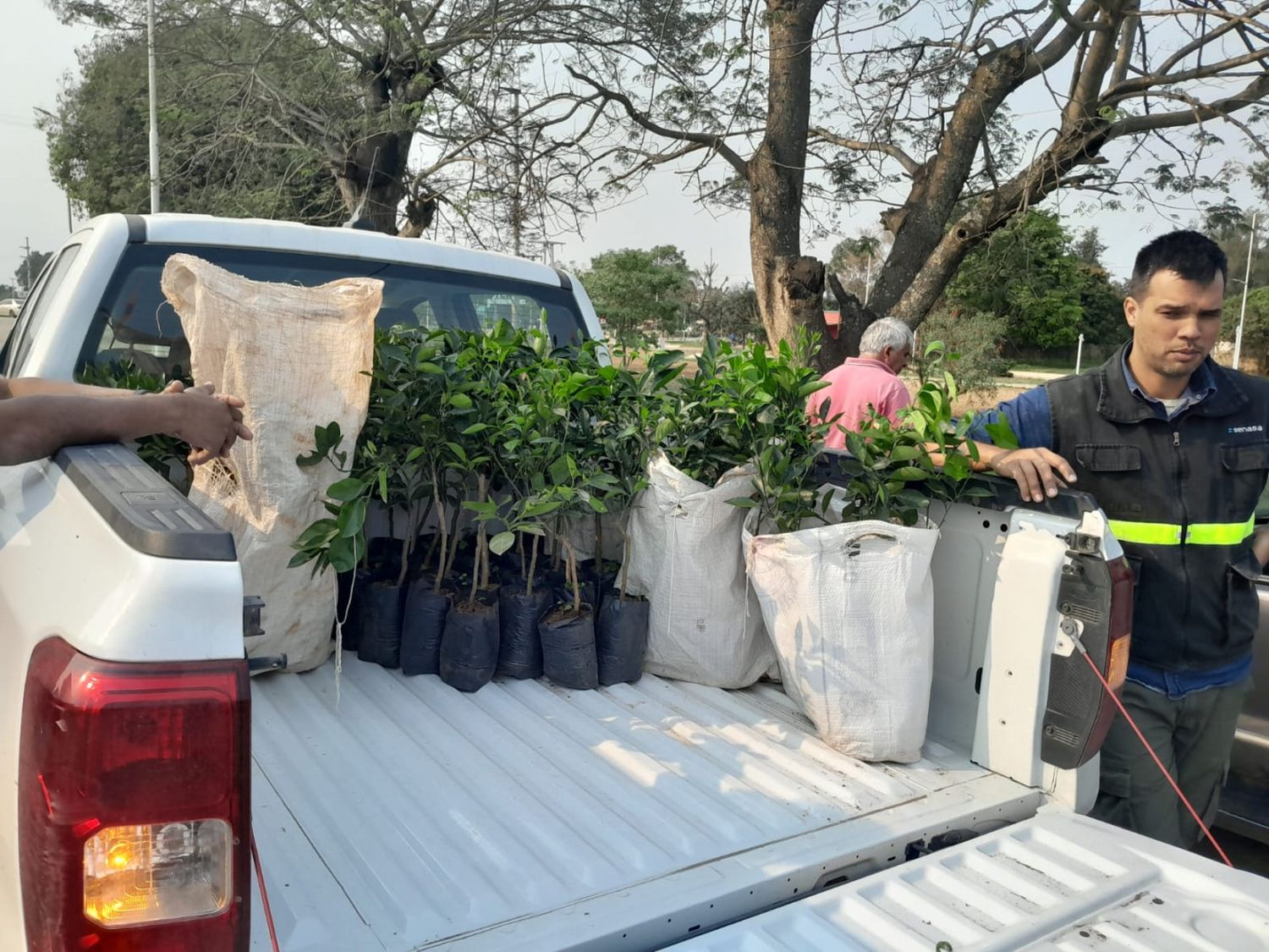 Prevención del HLB: Se destruyeron 62 plantas cítricas en Laguna Naineck