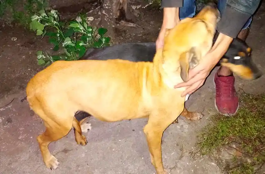 Perros desnutridos: desesperados, se alimentaban de otro animal sin vida