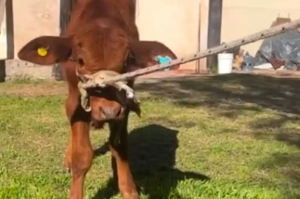 El animal, además de ser mascota de la institución, era parte de un proyecto educativo. (Foto: gentileza El Doce)