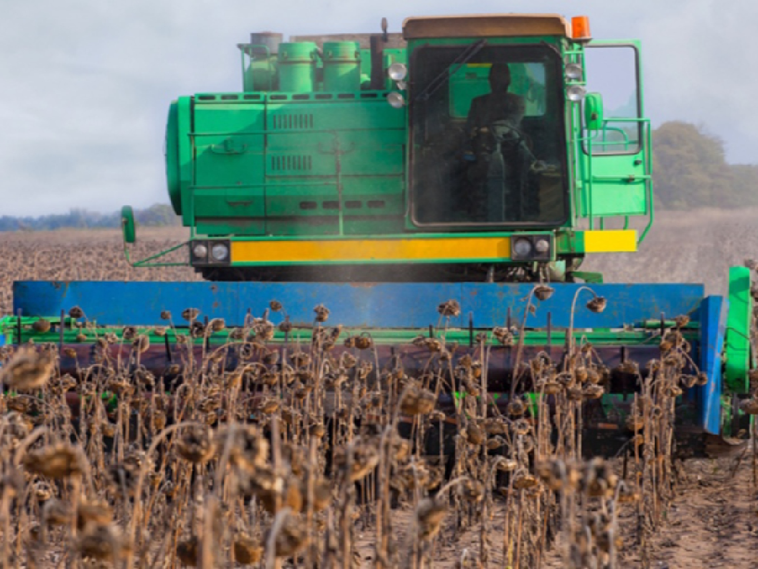 El girasol recupera terreno y proyecta exportaciones por USD 1.200 millones