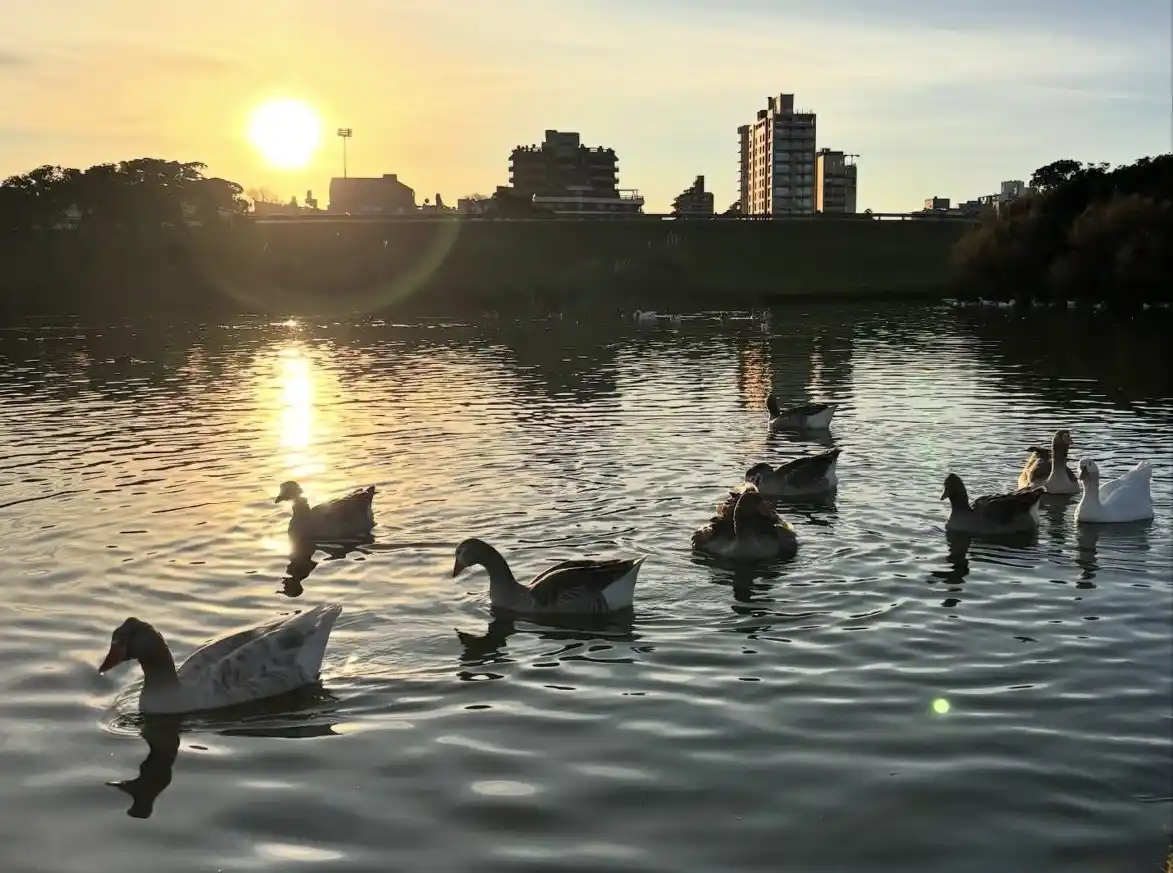La propuesta tiene como objetivo acercar al público a la observación de aves y revalorizar la biodiversidad del lugar.