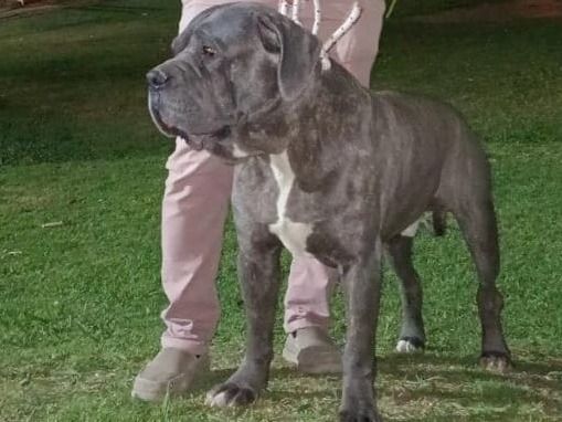 canis seguridad