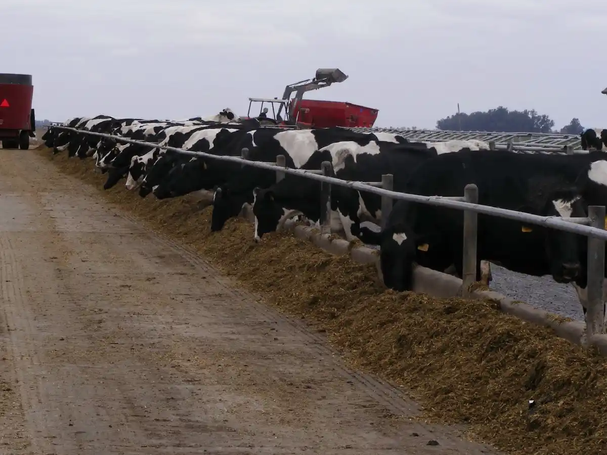 Granos al ritmo del dólar: cómo mantener una buena alimentación de las vacas   