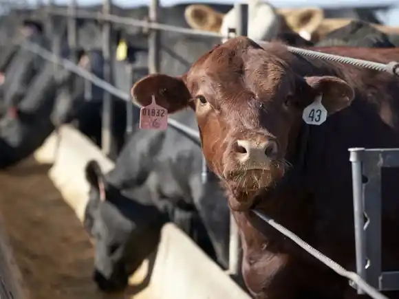 El Gobierno aclaró que el esquema de retenciones cero para la carne continuará hasta el 31 de octubre