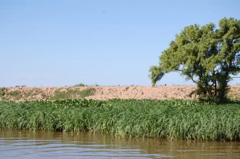 La construcción de terraplenes y endicamientos modifican profundamente el funcionamiento del ecosistema y pone en riesgo los humedales.