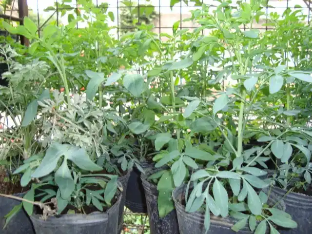 La rudamacho que ayudó a Patronato despertó una fiebre por la planta en Paraná