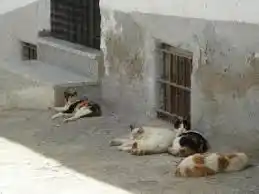 Bahía Blanca: Denuncian matanza masiva de gatos 