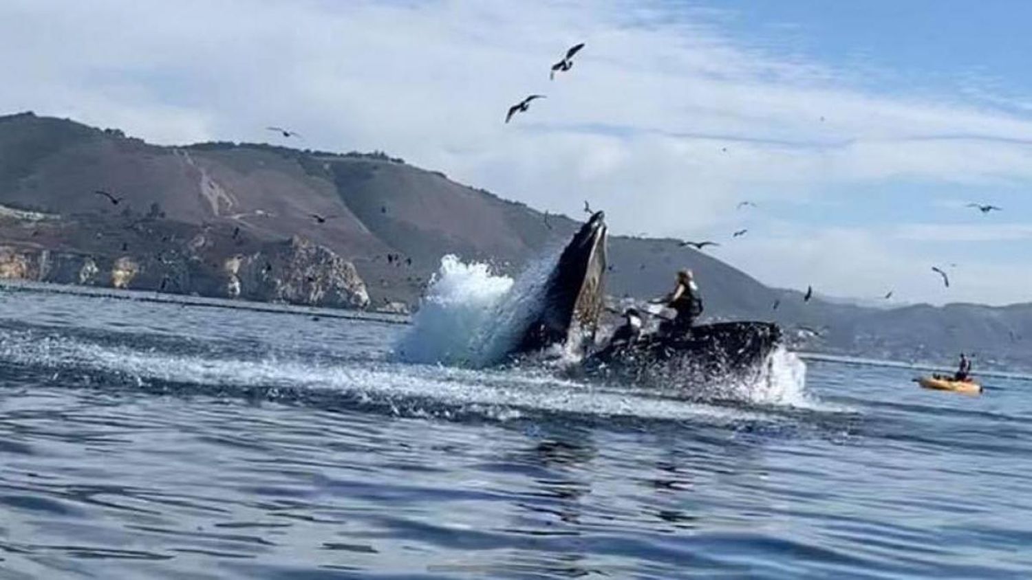 Una ballena jorobada engulló a un joven que hacía kayak