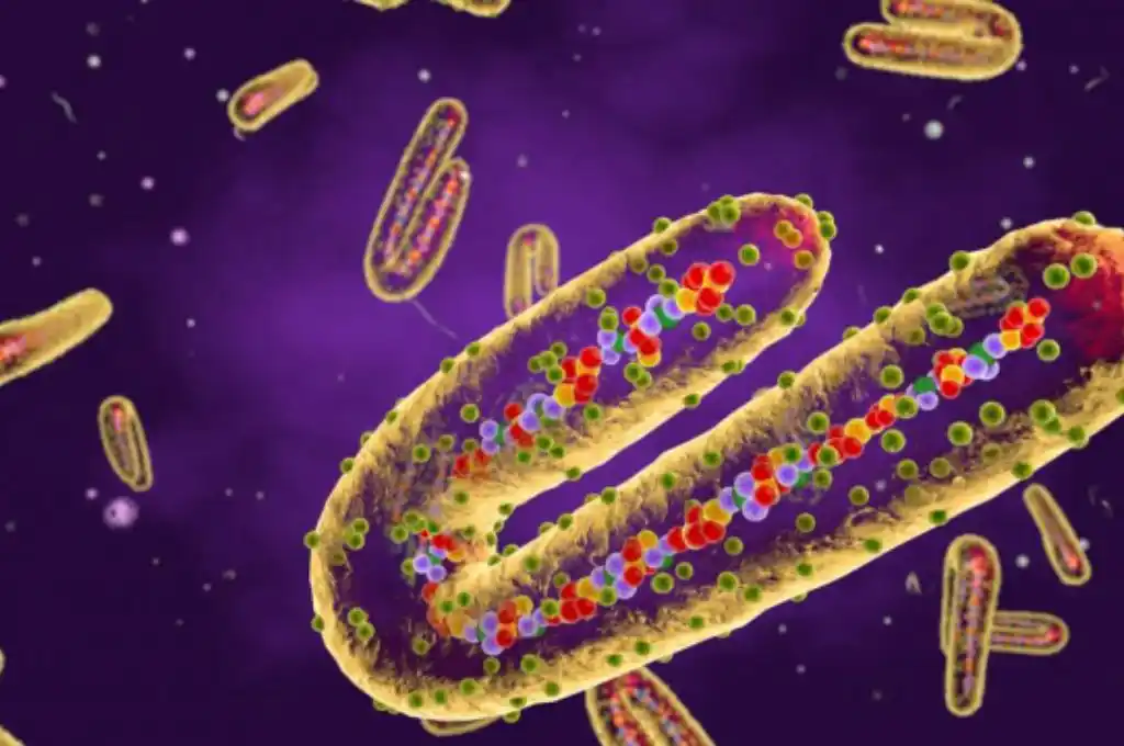 Qué es el Marburgo: un virus que asecha el mundo como “el nuevo ébola”
