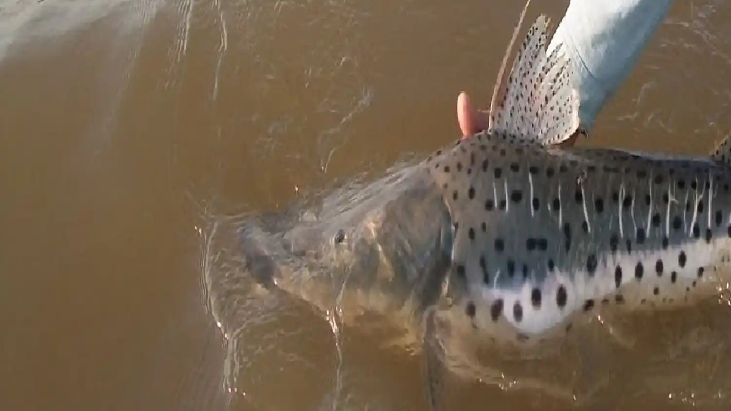 En Entre Ríos rige la veda para la pesca de surubí hasta el 15 de marzo