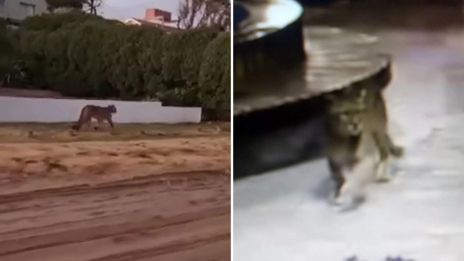 En Villa Gesell no encuentran al puma que fue filmado por las cámaras y creen que ya volvió a su hábitat natural