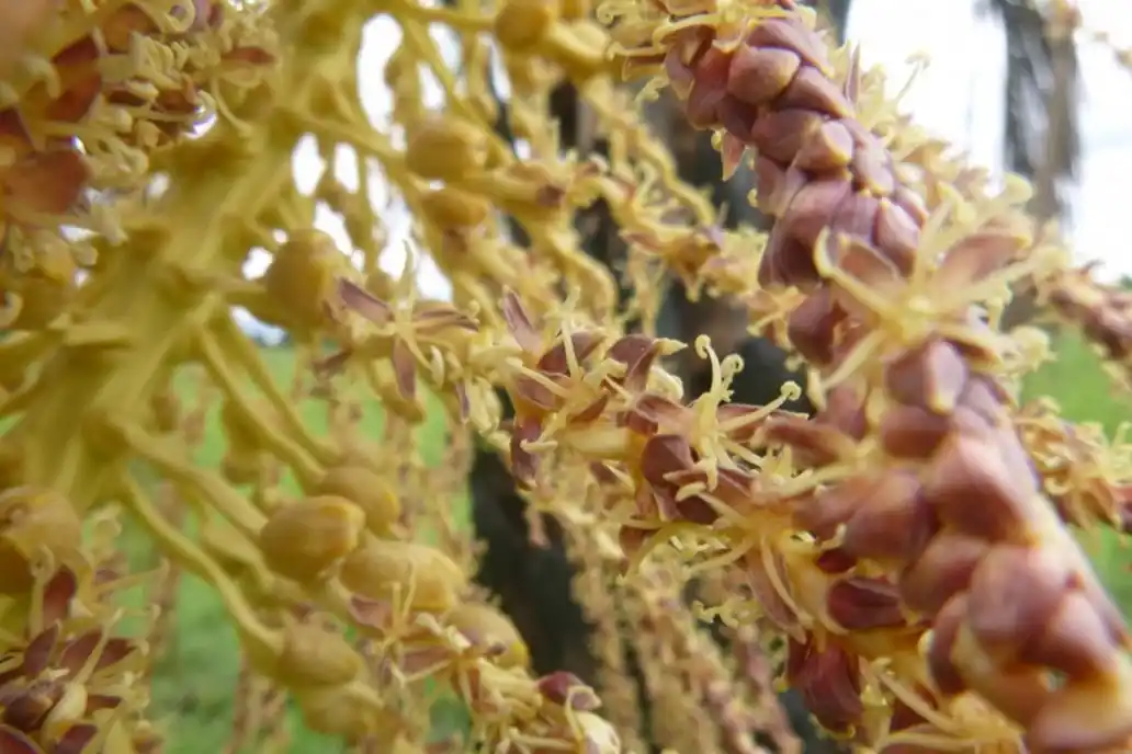 El fruto de la palmera yatay ya integra el Código Alimentario