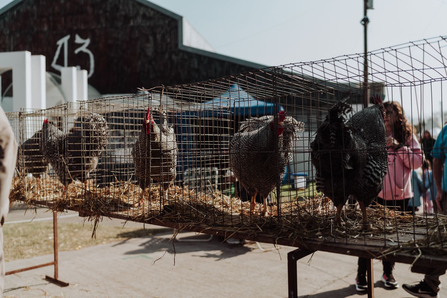 Rafaela celebró el centenario de la jura de animales de granja por estándar