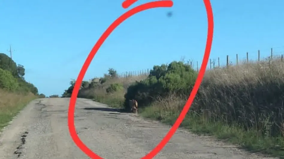 Preocupa la aparición de un puma en La Polola: "Puede ser una mascota"