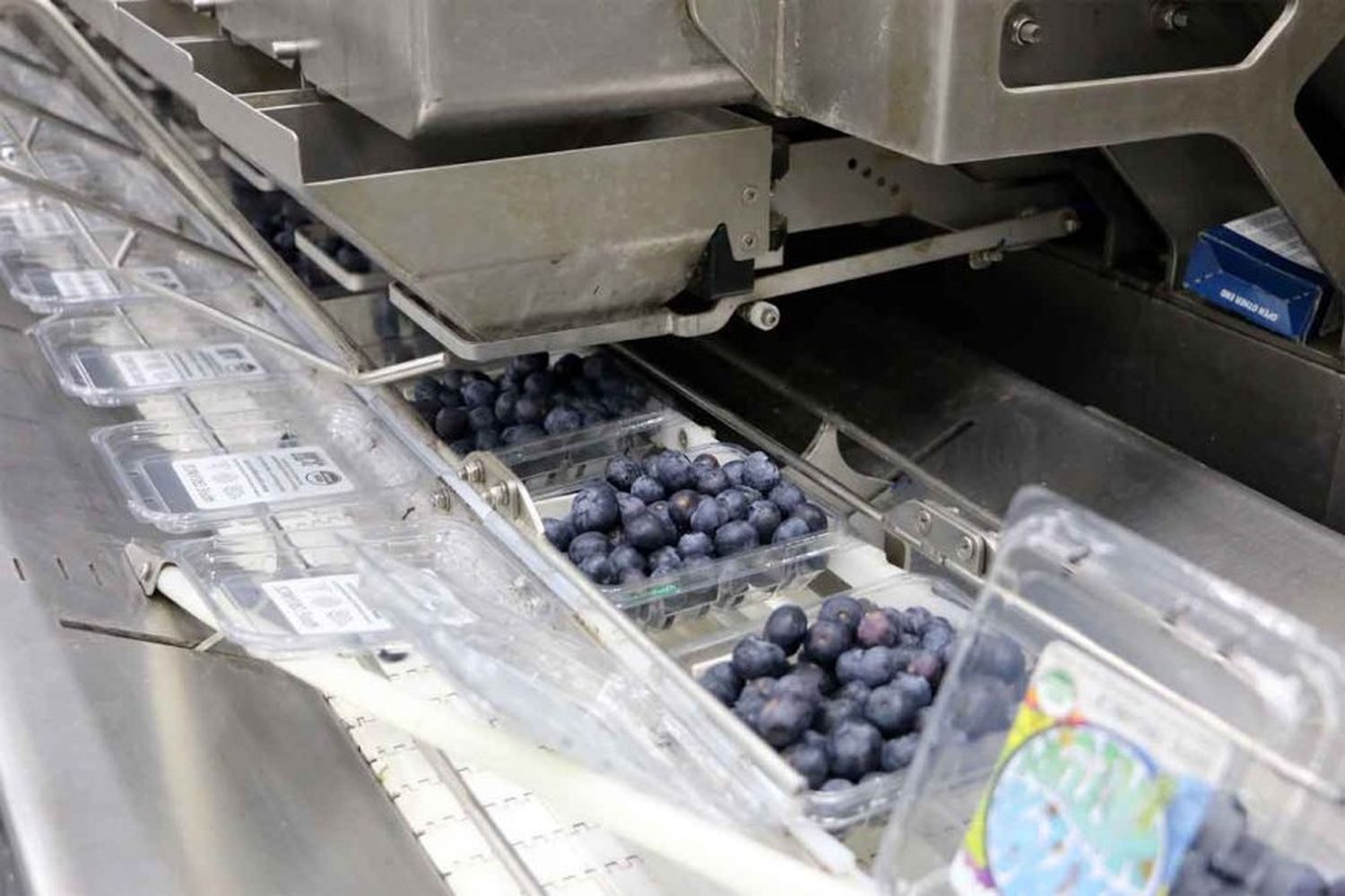 Un fallo internacional benefició a las exportaciones de arándanos entrerrianos