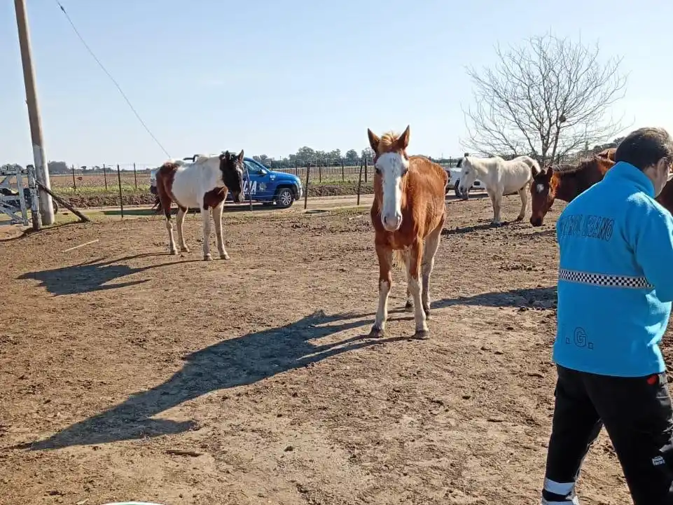Operativo para el rescate de 12 caballos que estaban en condiciones precarias.