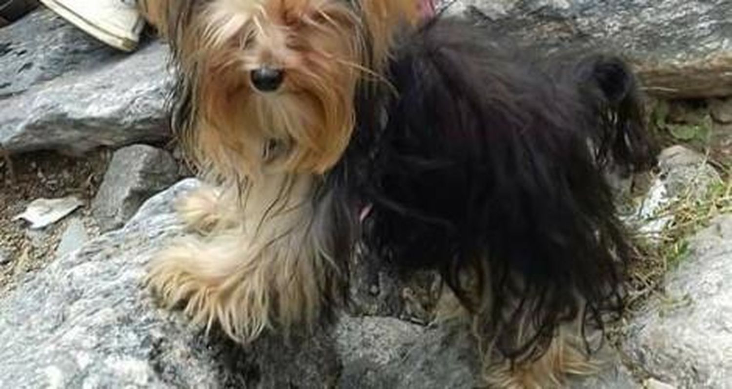 Le robaron a su perrita