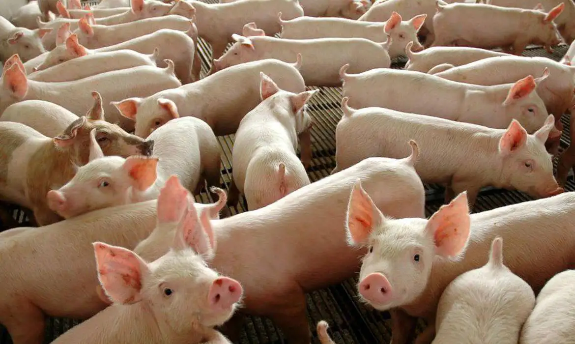 Los precios de la carne de cerdo aumentaron por debajo de la inflación en los primeros meses de 2025