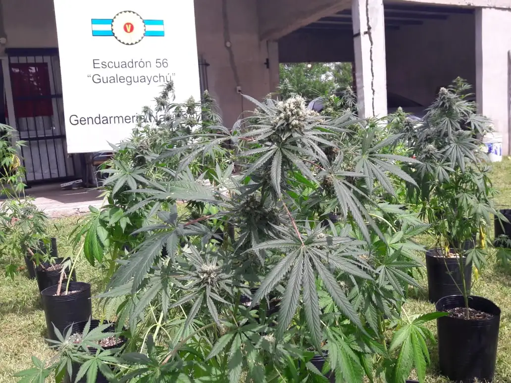 Gendarmería incauto sesenta plantas de marihuana en un domicilio de la ciudad 