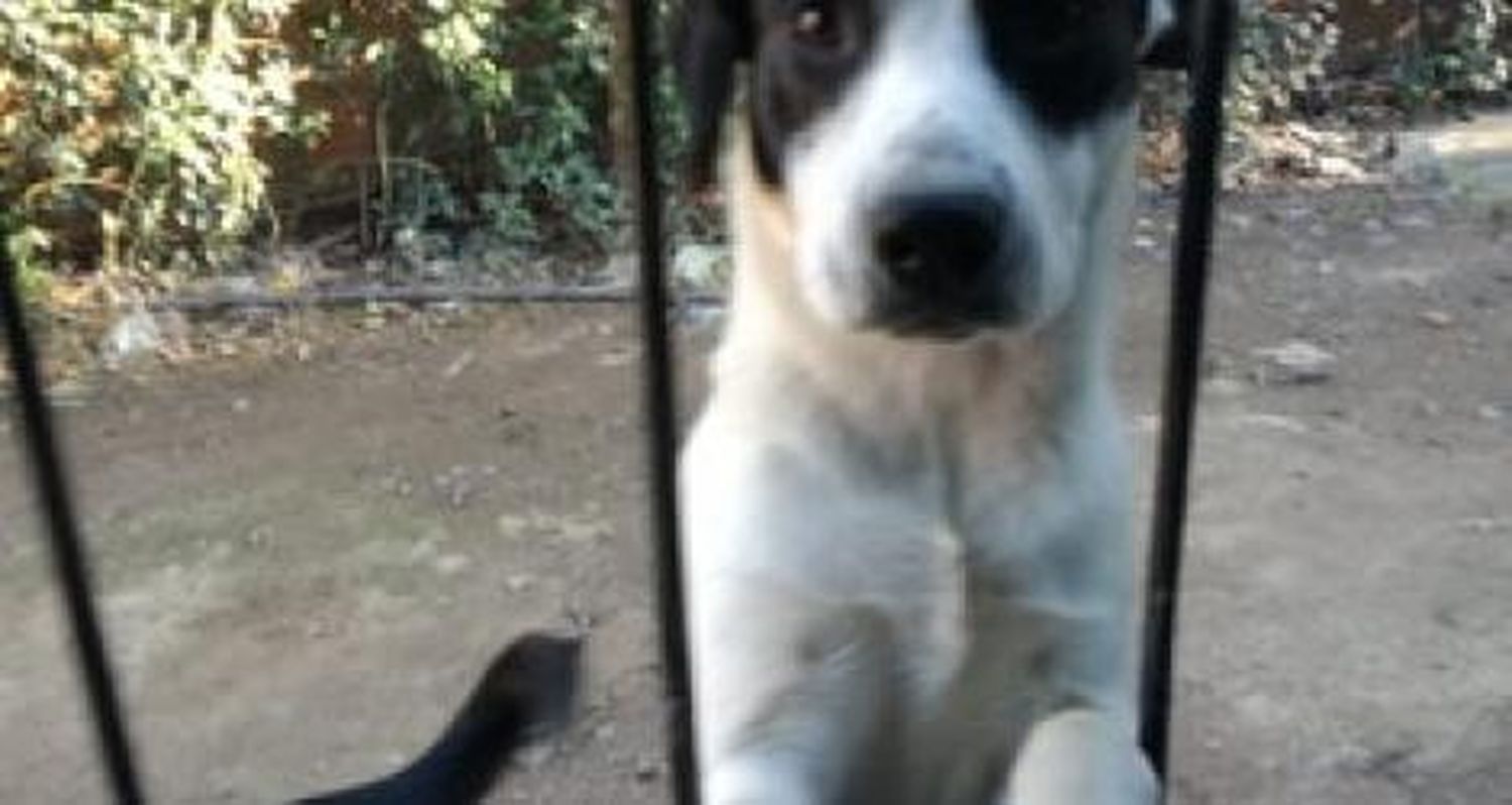 El perro de Jésica