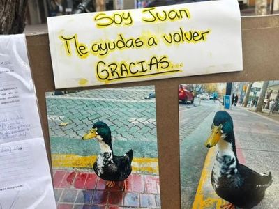 Un abogado en defensa del pato más famoso de Mendoza
