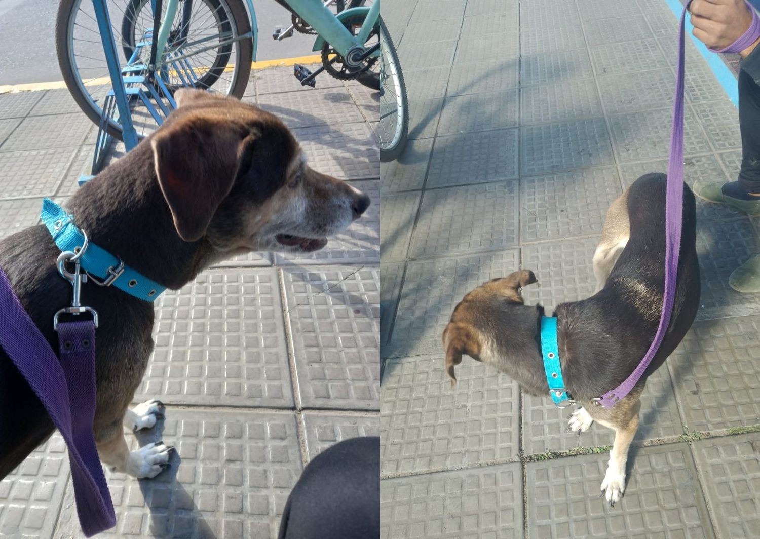 Encontraron un perro afuera del Banco Provincia