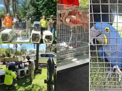 Guacamayos, flamengos, pavos reales y más: Decomisan ejemplares de fauna silvestre en Gualeguay
