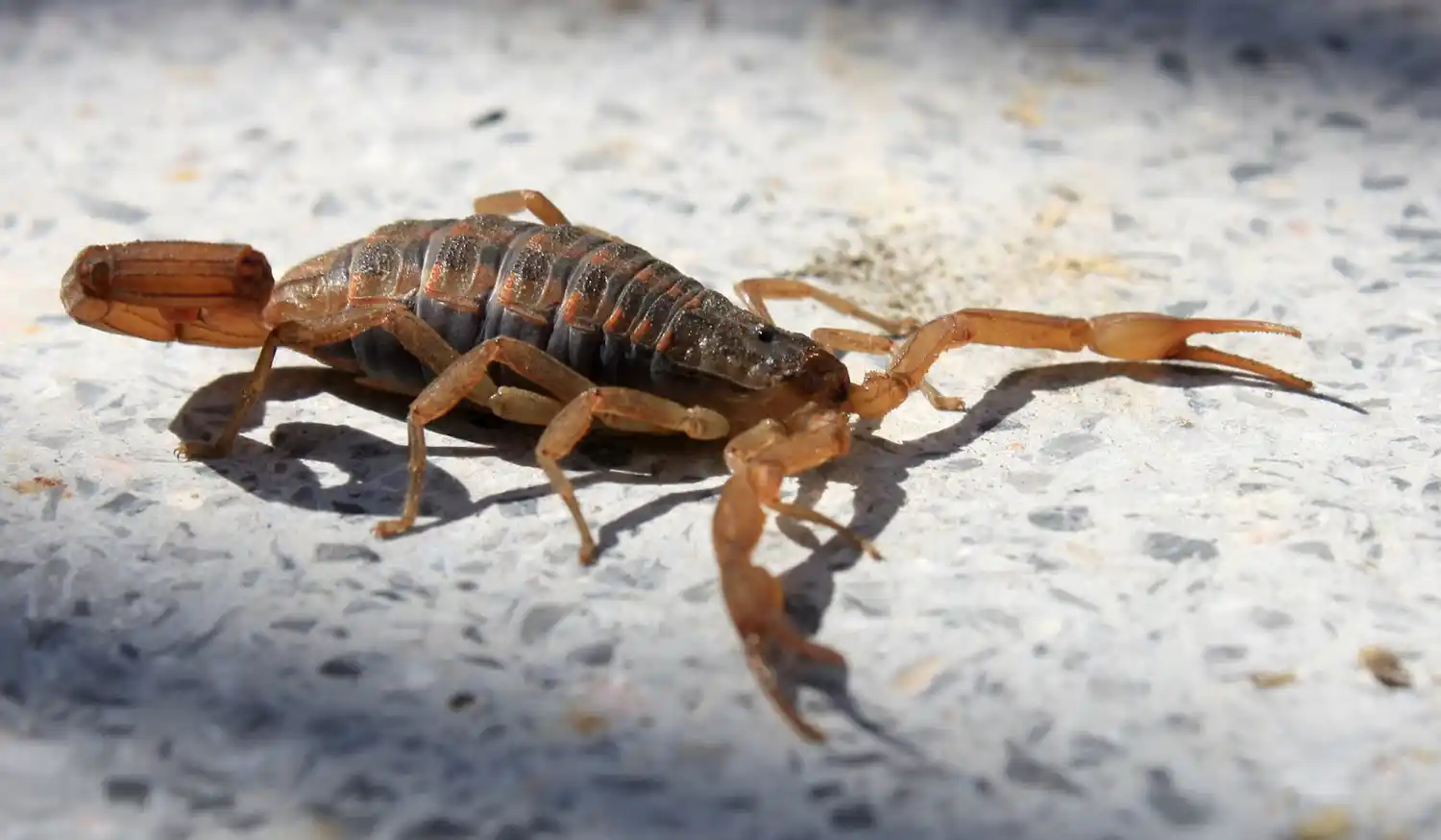 Hallan dos especies de alacranes en Chascomús, una de las cuales es venenosa