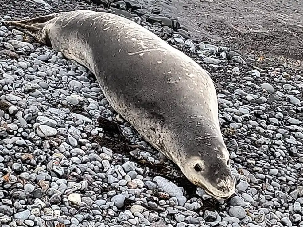 Dr. Maximiliano Perier: “Estoy feliz y orgulloso de estar cumpliendo tareas científicas en la Antártida”
