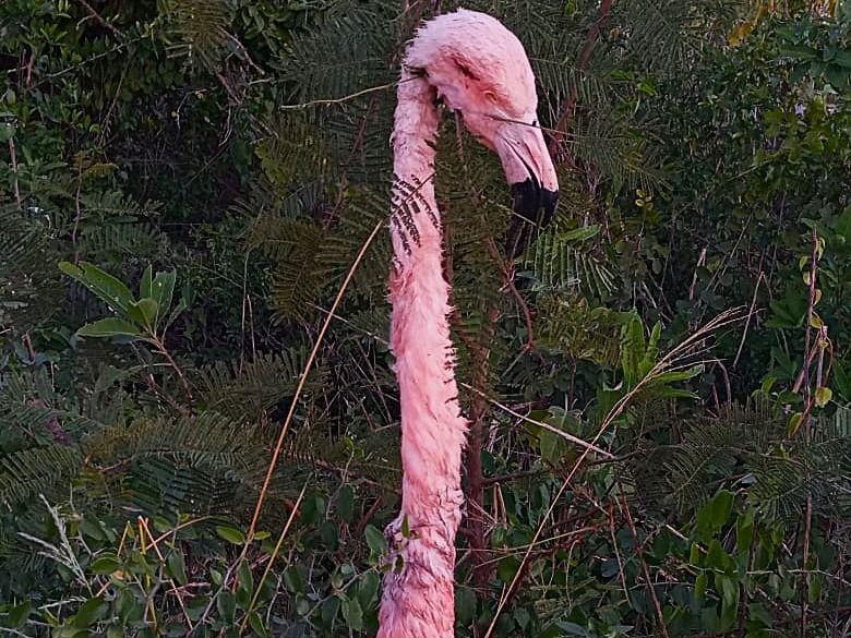 cabeza del animal sacrificado