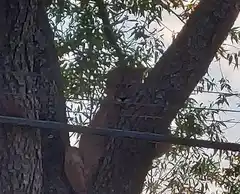 Personal de Fauna de Tandil capturó a un puma que alarmó a un barrio en Balcarce