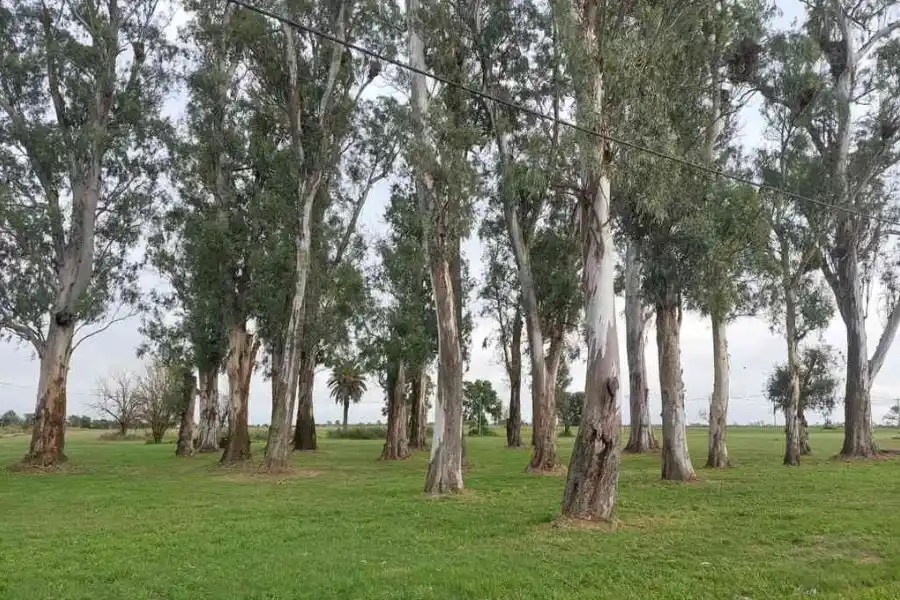 Monte Milesi: un lugar icónico que se transformará en el parque natural de Humboldt