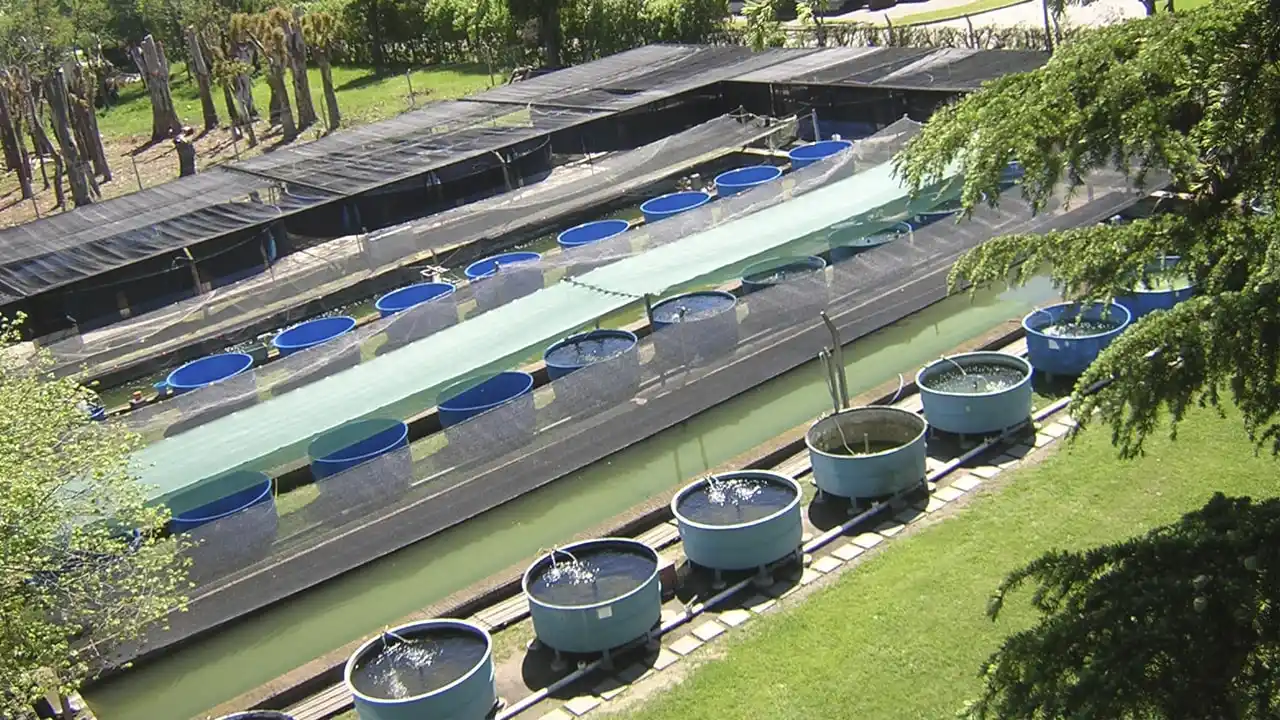 Sequía y mortandad de peces: la “fábrica de pejerreyes” se prepara para aumentar la siembra cuando haya más agua