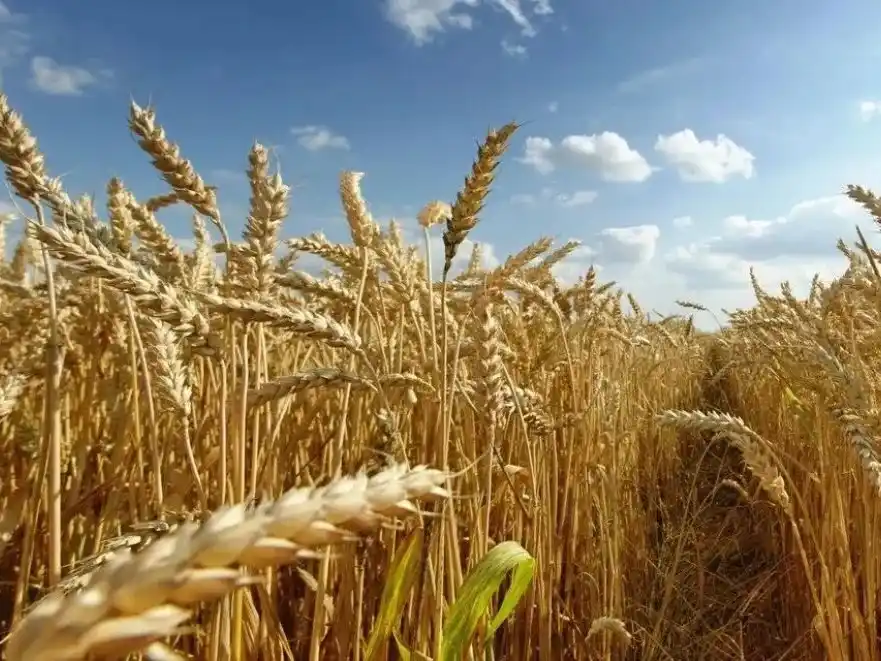 La producción de trigo cayó un 14% en Entre Ríos