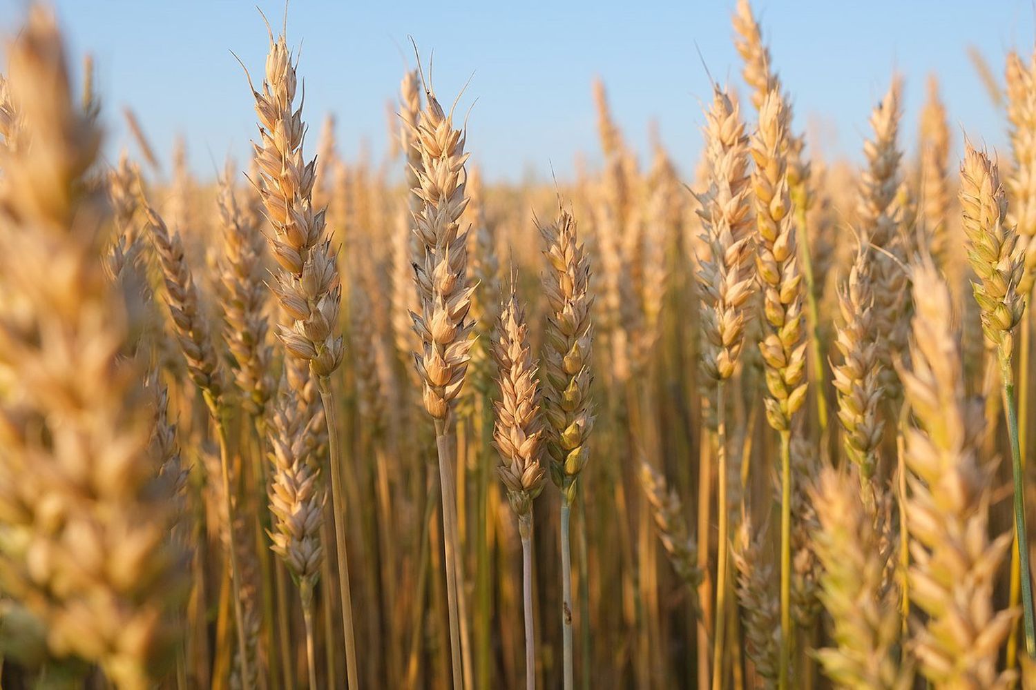 Espigas de trigo en campo de zona núcleo