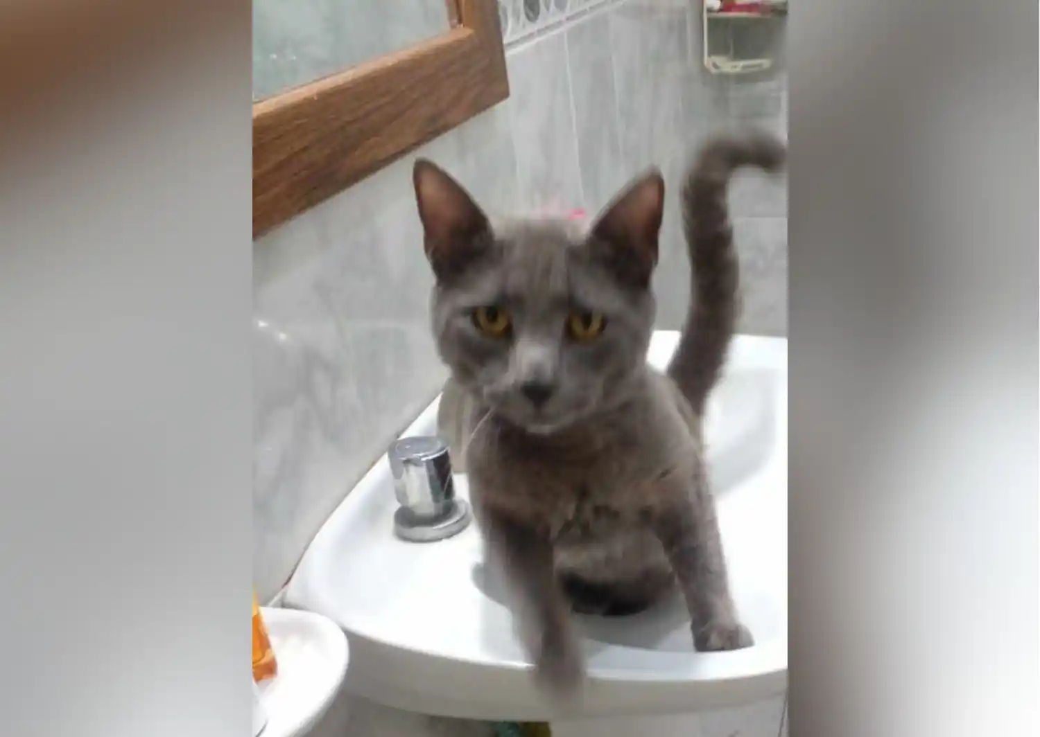 Mascotas: dueños buscan a Bart
