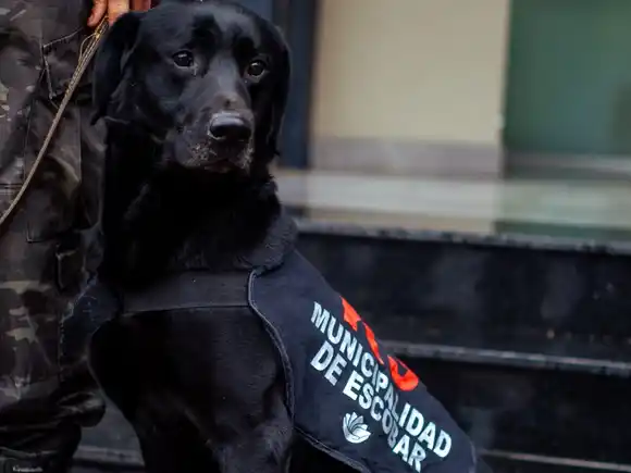 Escobar: Adiós a Zeus, el perro ícono de la Brigada K-9 de la Policía Municipal