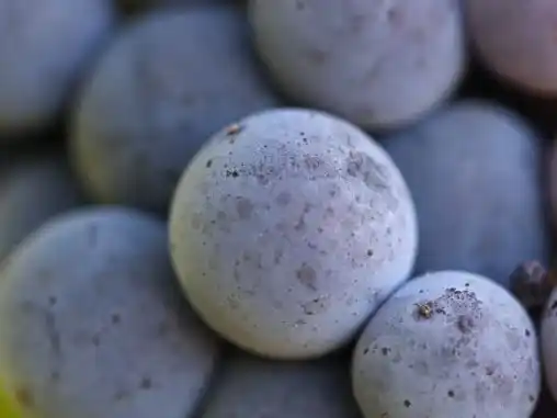 El hijo rosado del diablo negro.