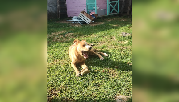 Mundo Mascotas: Ainoha y su historia de las segundas oportunidades