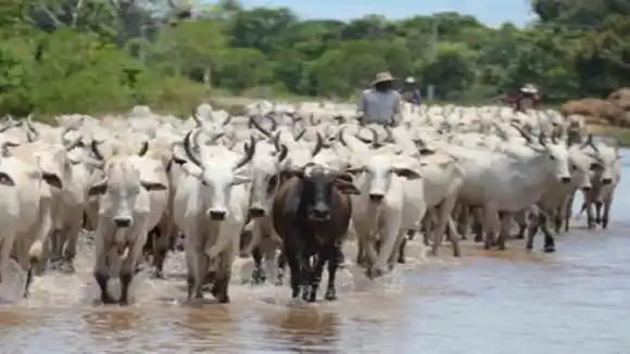 UN GENERAL de la FAN controla movilización de ganado en la frontera, según Sebastiana Barráez