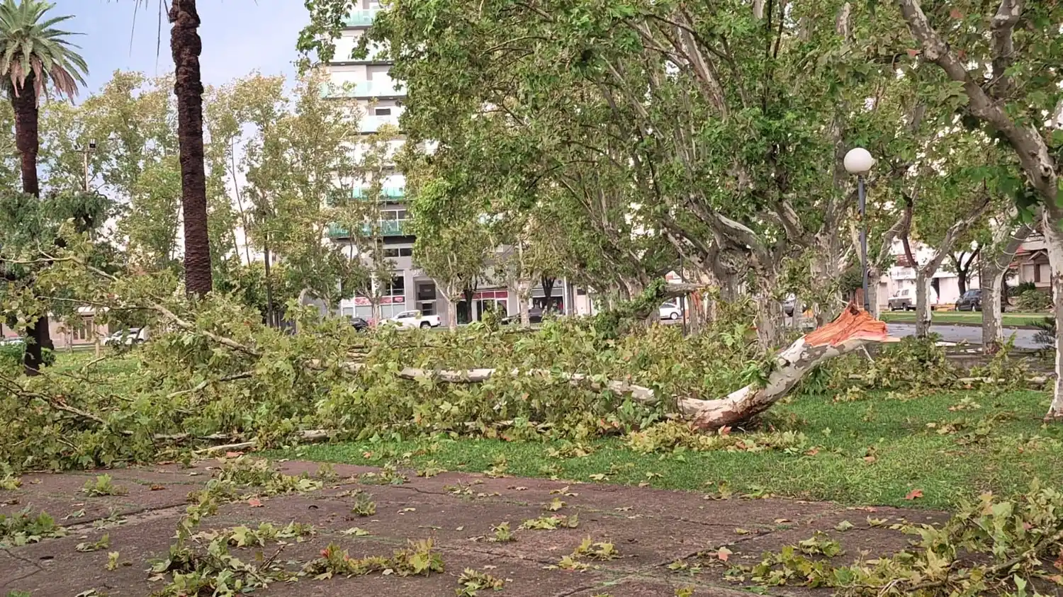 Casilda temporal - 7