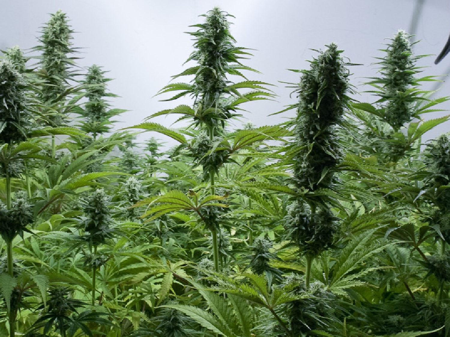 Kulfas: la industria del cannabis permitirá crear “10 mil puestos de trabajo o más”
