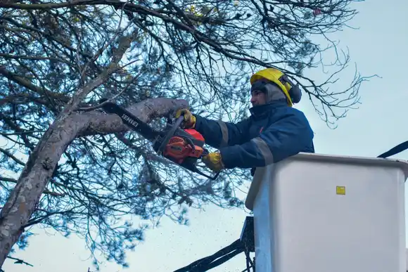 En lo que va del año, el EMSUR realizó más de 1900 intervenciones de poda