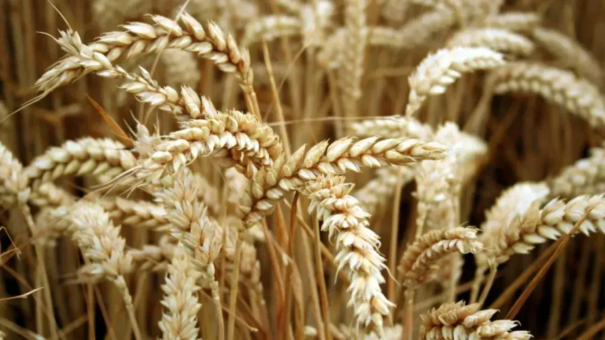 El trigo argentino subió más de 11% en dólares en un mes