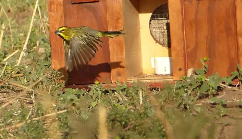 Liberaron ejemplares de cardenal amarillo en Provincia, una especie en peligro de extinción