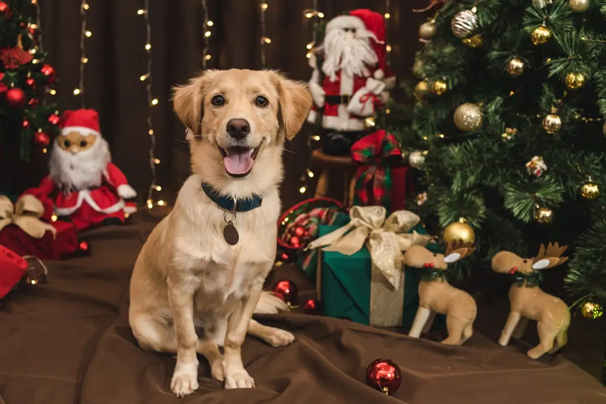 perros en navidad - 3