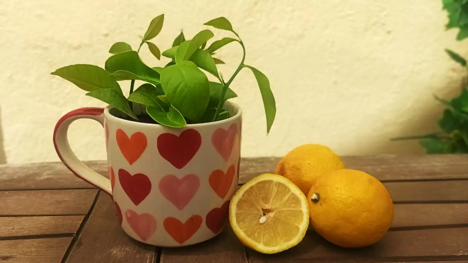 aromatizar casa con limón - 1