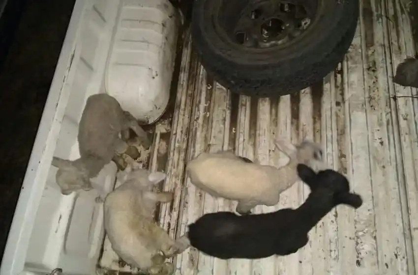 Atraparon a jóvenes que robaron cuatro corderos recién nacidos